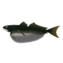 深海魚オニボウズギス