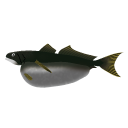 深海魚オニボウズギス